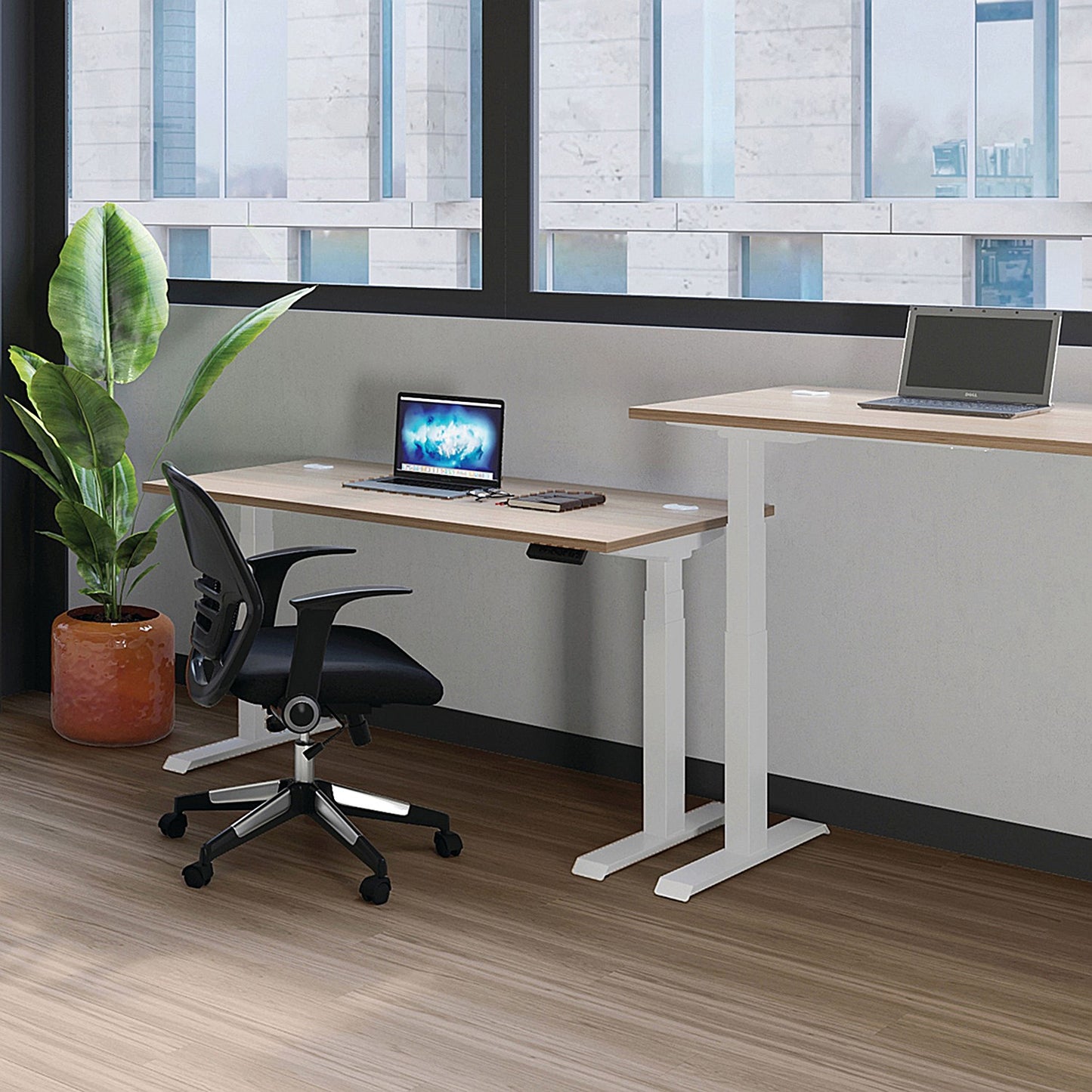 Jemini Sit-Stand Desk, Silver Leg, 1400mm, Walnut Top