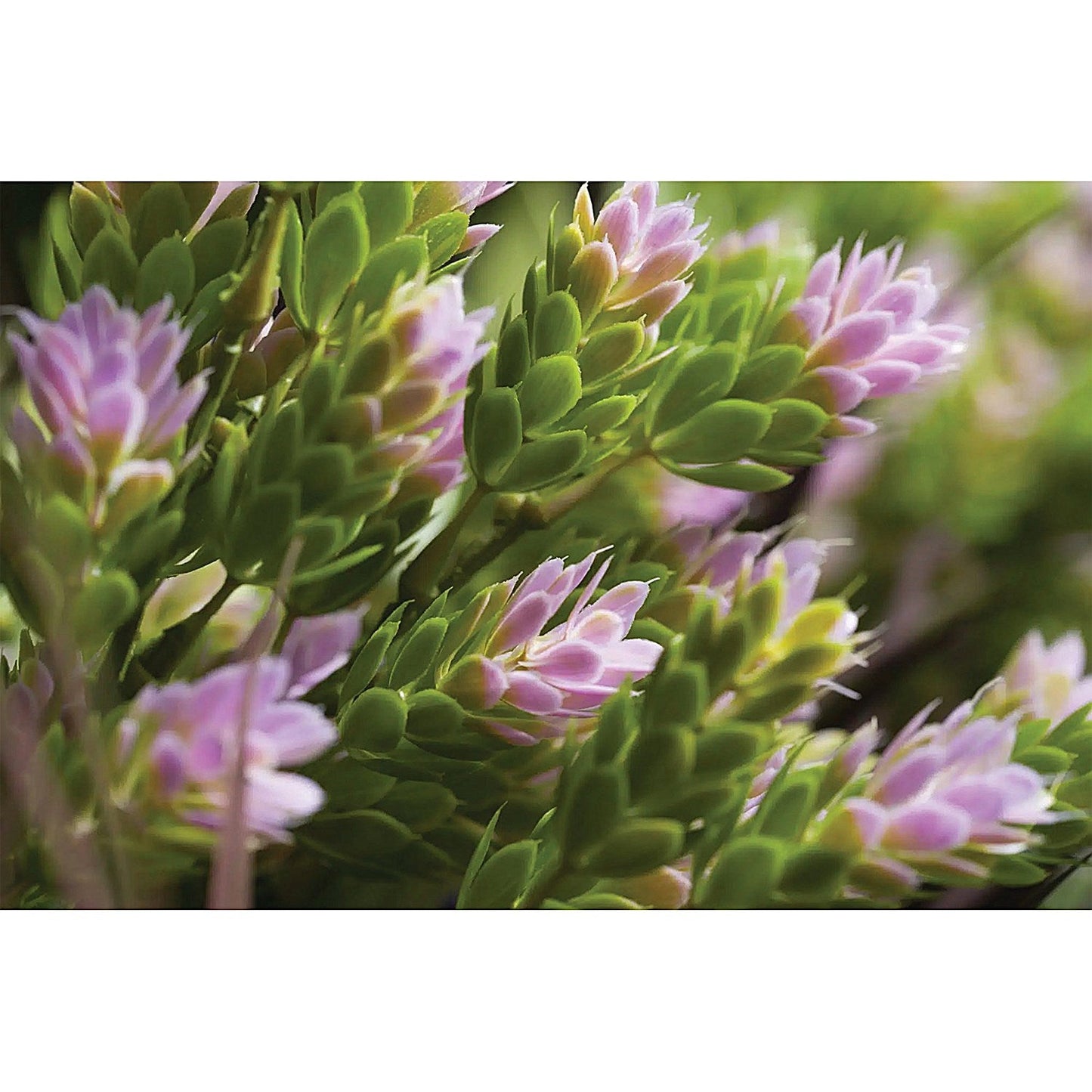 Vistafolia Spring Pink Colour Box (Pack of 30) CBX-SPK
