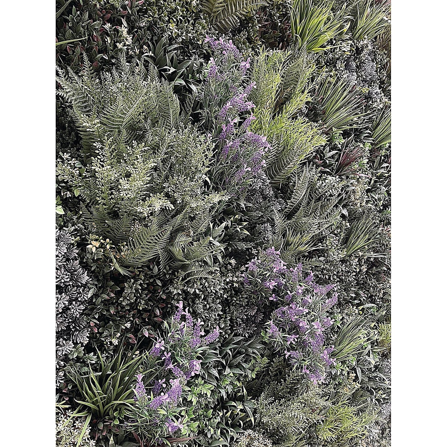 Vistafolia French Lavender Purple Colour (Pack of 10) CBX-LAV-PPL