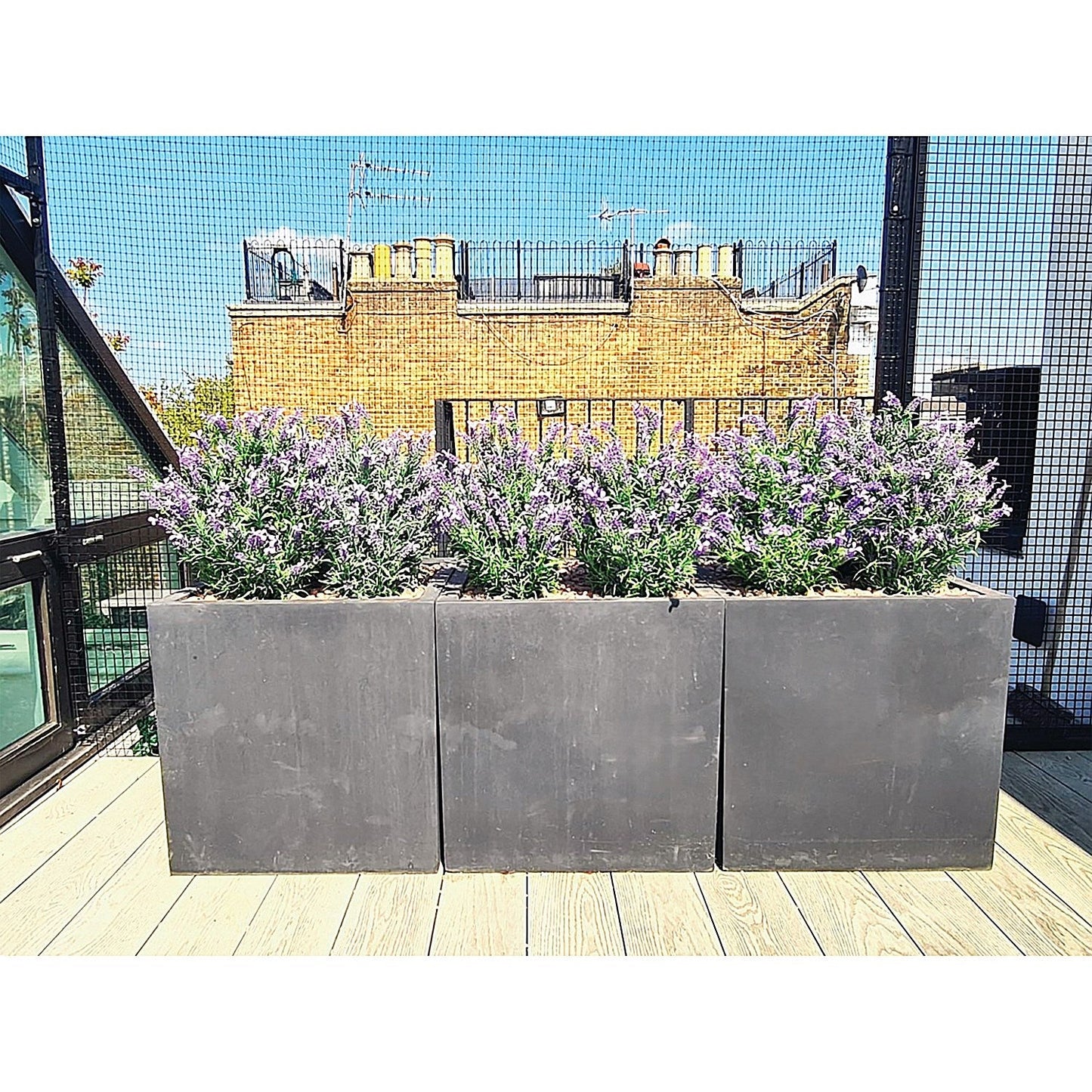 Vistafolia French Lavender Bush Purple FLB-PPL