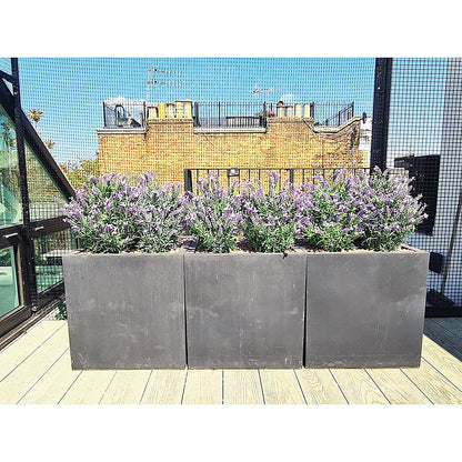 Vistafolia French Lavender Bush Purple FLB-PPL