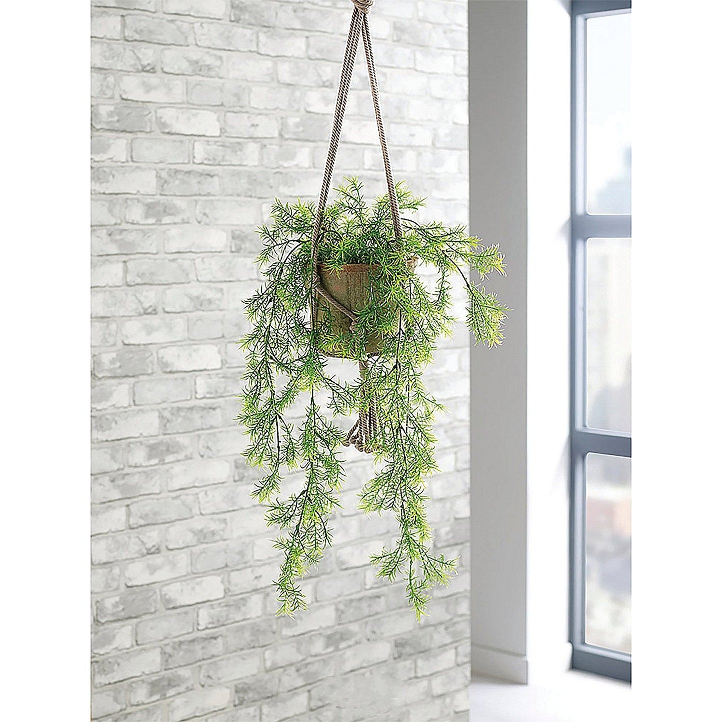 Trailing Asparagus Fern Terracotta Pot LLRTAF1000 Easy2Order : SF1000749