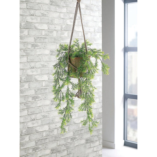 Trailing Asparagus Fern Terracotta Pot LLRTAF1000 Easy2Order : SF1000749