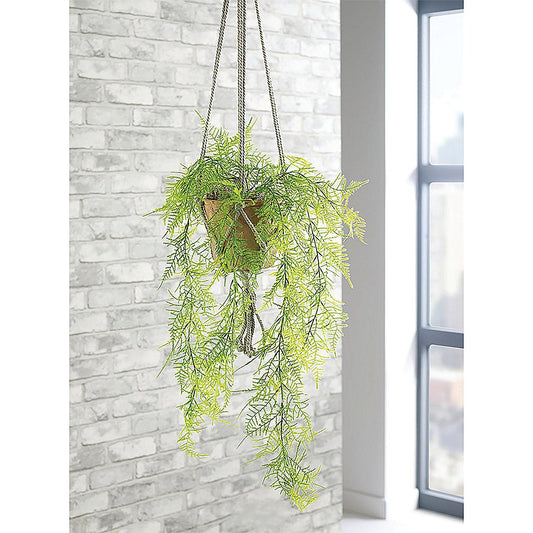 Trailing Emerald Fern Terracotta Pot LLRTEF1000 Easy2Order : SF1000750