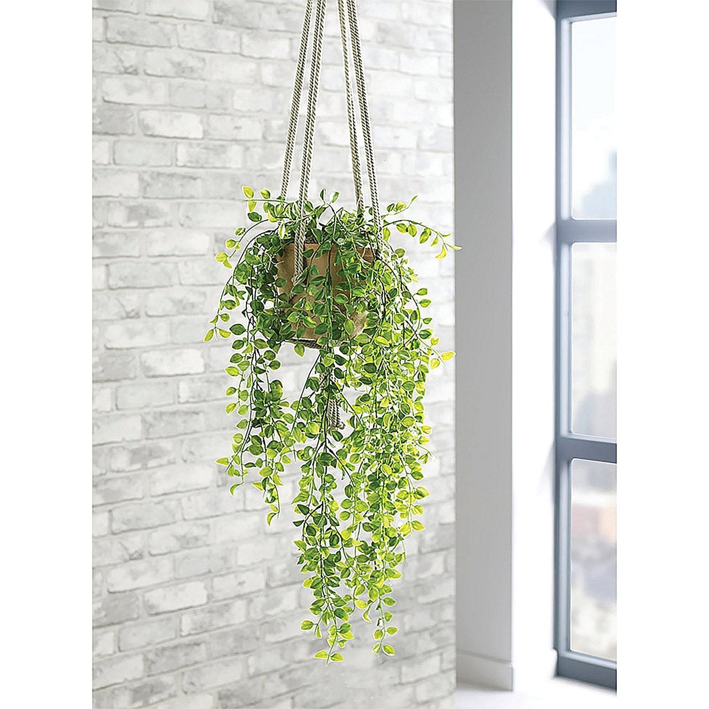 Trailing Ficus Pumila Terracotta Pot LLRTFP1010 Easy2Order : SF1000751