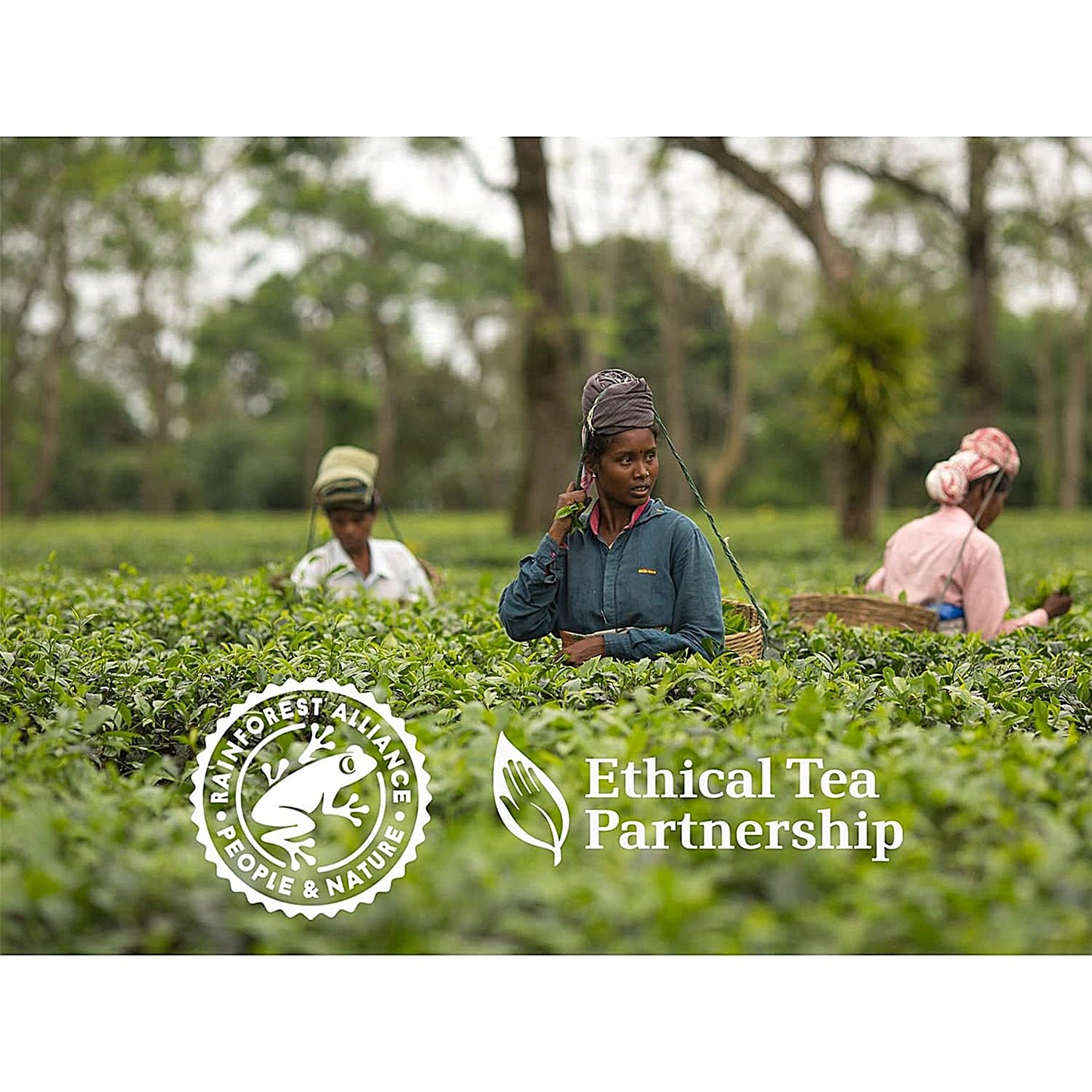 Tetley Decaffeinated Tea Bags, Pack of 80